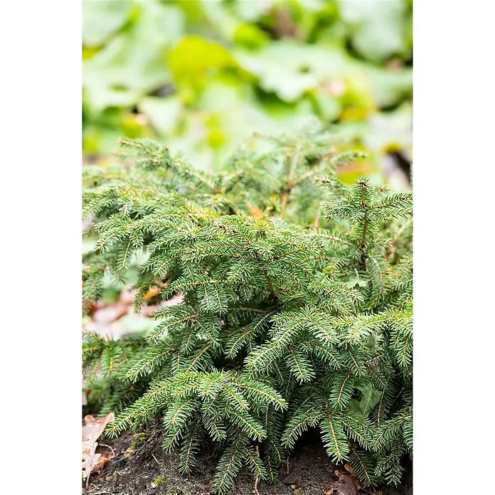 Pflanzen für dich Zuckerhut-Fichte 15-20 cm - Picea abies 'Nidiformis', Aktuelle Wuchshöhe: 15 cm - 20 cm - Kleiner, buschiger immergrüner Nadelbaum mit lebhaften grünen Nadeln, in dunkler Erde wachsend.