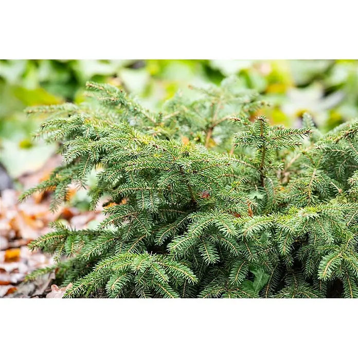 Pflanzen für dich Zuckerhut-Fichte 15-20 cm - Picea abies 'Nidiformis', Aktuelle Wuchshöhe: 15 cm - 20 cm - Immergrüner Fichtenstrauch mit leuchtend grünen Nadeln, in einer natürlichen Gartenumgebung fotografiert.