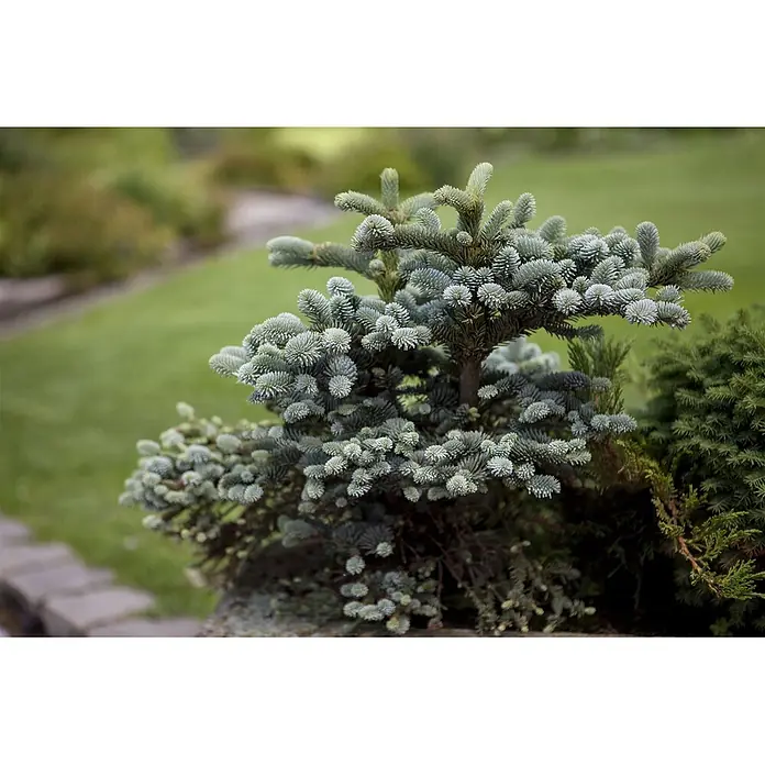 Pflanzen für dich Zuckerhut-Fichte 50-60 cm - Abies pinsapo 'Glauca', Aktuelle Wuchshöhe: 50 cm - 60 cm - Kleiner blaugrüner Nadelbaum mit dichten Nadeln, im Garten gepflanzt.