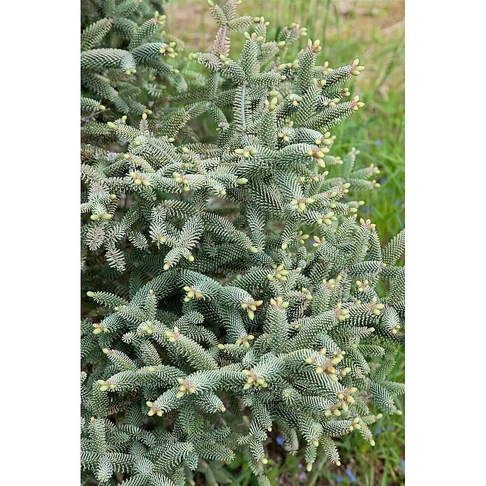 Pflanzen für dich Zuckerhut-Fichte 50-60 cm - Abies pinsapo 'Glauca', Aktuelle Wuchshöhe: 50 cm - 60 cm - Nahaufnahme einer Tanne mit blaugrünen Nadeln und zahlreichen hellgrünen, austreibenden Knospen.