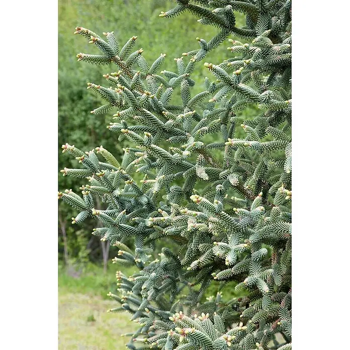 Pflanzen für dich Zuckerhut-Fichte 50-60 cm - Abies pinsapo 'Glauca', Aktuelle Wuchshöhe: 50 cm - 60 cm - Blaugrüne Koniferenzweige mit neuem hellgrünem Austrieb und dichten Nadeln.