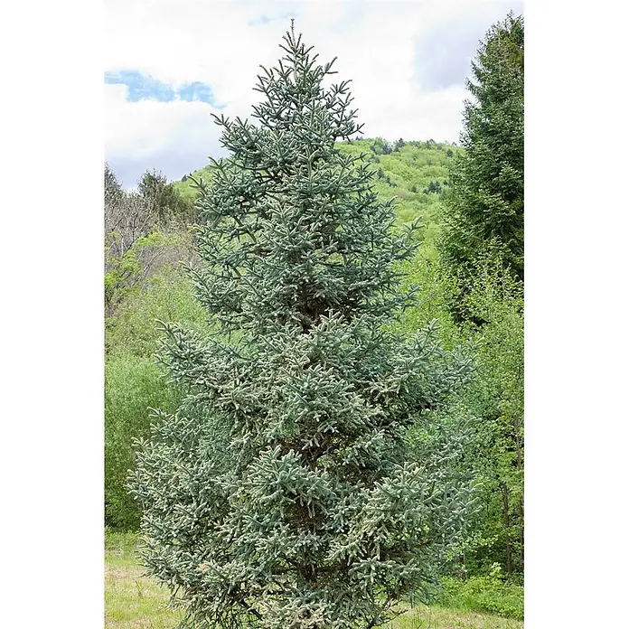Pflanzen für dich Zuckerhut-Fichte 50-60 cm - Abies pinsapo 'Glauca', Aktuelle Wuchshöhe: 50 cm - 60 cm - Ein majestätischer Blaufichtenbaum mit dichten, blaugrünen Nadeln steht in einer üppigen Waldlandschaft.