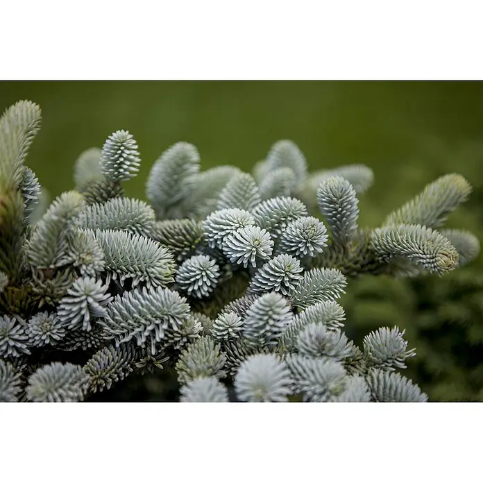 Pflanzen für dich Zuckerhut-Fichte 50-60 cm - Abies pinsapo 'Glauca', Aktuelle Wuchshöhe: 50 cm - 60 cm - Nahaufnahme von Tannenzweigen mit zahlreichen kurzen, hellblaugrünen Nadeln, einige Büschel ähneln kleinen Zapfen.