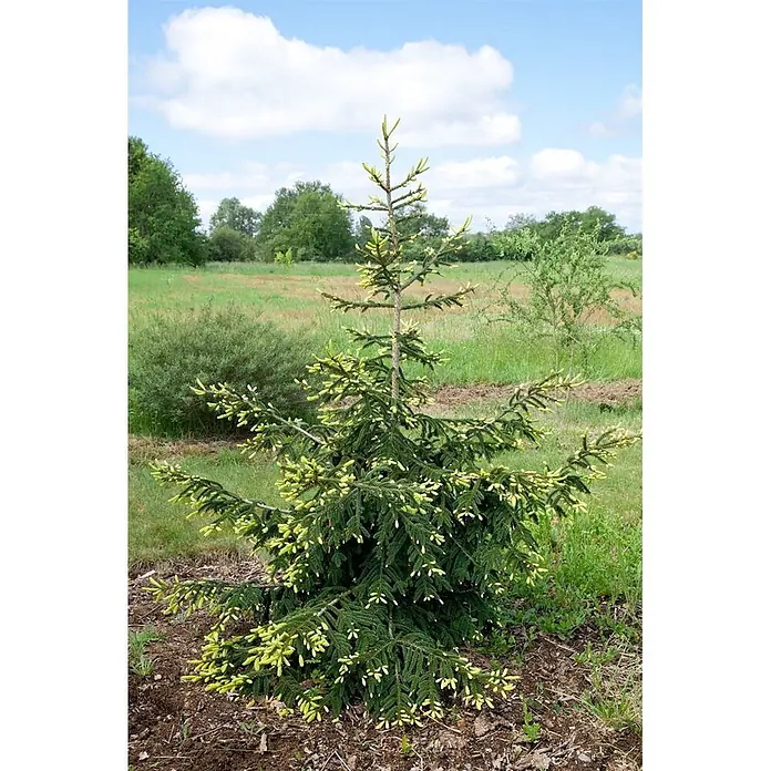 Pflanzen für dich Zuckerhut-Fichte 40-50 cm - Picea orientalis 'Aureospicata', Aktuelle Wuchshöhe: 40 cm - 50 cm - Junger Tannenbaum mit dunkelgrünen Nadeln und leuchtend hellgrünem Neuaustrieb, gepflanzt in einem grasigen Feld.