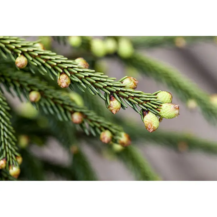 Pflanzen für dich Zuckerhut-Fichte 40-50 cm - Picea orientalis 'Aureospicata', Aktuelle Wuchshöhe: 40 cm - 50 cm - Nahaufnahme eines Nadelbaumzweigs mit grünen Nadeln und hellgrünen, neuen Knospen.