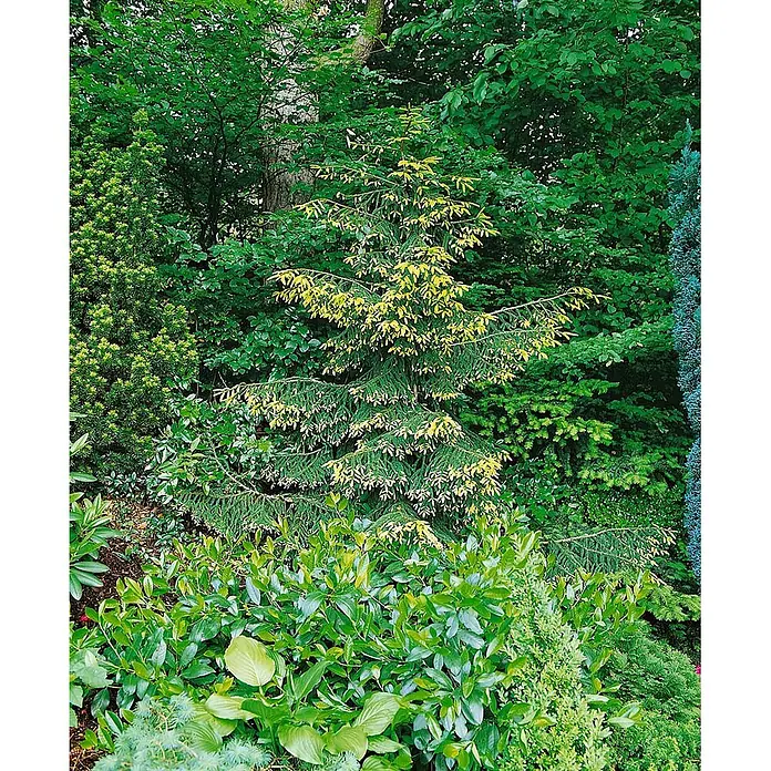 Pflanzen für dich Zuckerhut-Fichte 40-50 cm - Picea orientalis 'Aureospicata', Aktuelle Wuchshöhe: 40 cm - 50 cm - Lebendige Gartenszene mit vielfältigem Laub, inklusive einer Konifere mit gelb gespitzten Nadeln zwischen dunkelgrünen Sträuchern und Bäumen.