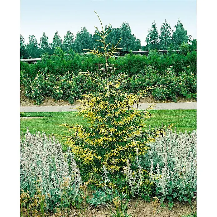 Pflanzen für dich Zuckerhut-Fichte 40-50 cm - Picea orientalis 'Aureospicata', Aktuelle Wuchshöhe: 40 cm - 50 cm - Ein lebhafter, gelbnadeliger Nadelbaum steht in einem Gartenbeet, umgeben von niedrig wachsenden Pflanzen mit silbernem Laub.