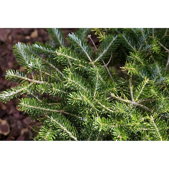 Pflanzen für dich Zuckerhut-Fichte 25-30 cm - Abies balsamea 'Piccolo', Aktuelle Wuchshöhe: 25 cm - 30 cm - Nahaufnahme von leuchtend grünen Tannenzweigen mit sichtbaren braunen Ästen.