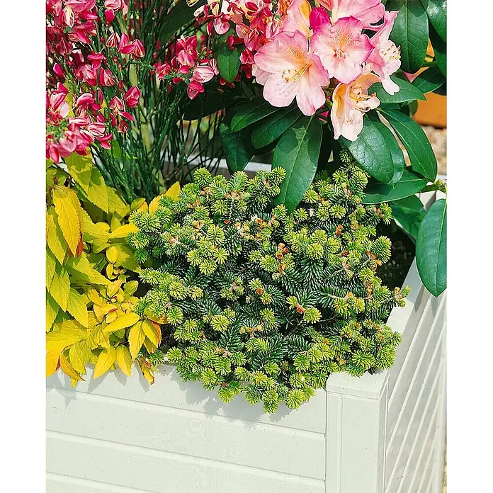 Pflanzen für dich Zuckerhut-Fichte 25-30 cm - Abies balsamea 'Piccolo', Aktuelle Wuchshöhe: 25 cm - 30 cm - Weißer Blumenkasten aus Holzlamellen, gefüllt mit einer lebhaften Anordnung aus grünen Koniferen, gelbem Laub und rosa blühenden Sträuchern.
