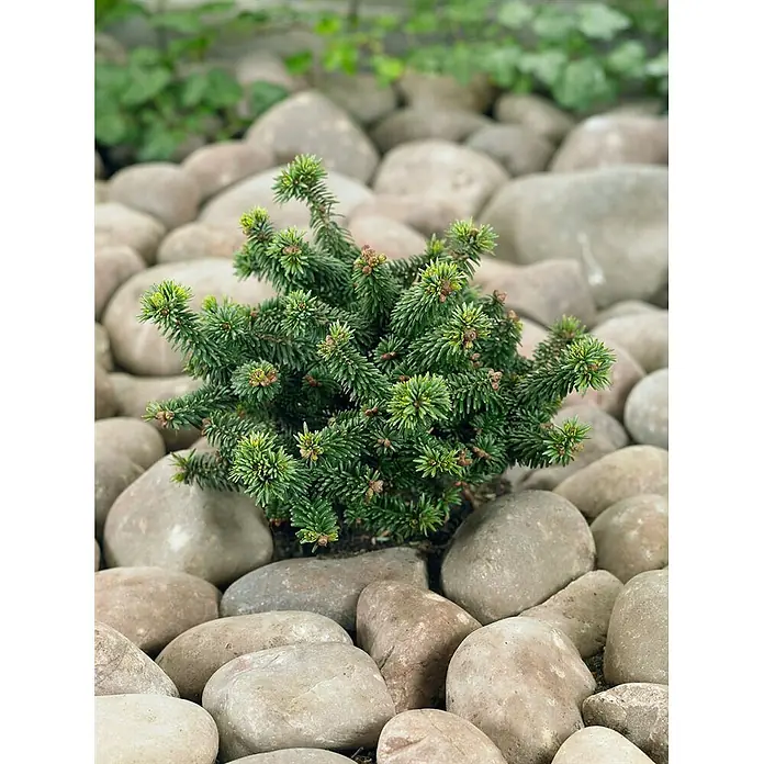 Pflanzen für dich Zuckerhut-Fichte 25-30 cm - Abies balsamea 'Piccolo', Aktuelle Wuchshöhe: 25 cm - 30 cm - Kleiner grüner Zwergkonifer mit Nadeln, umgeben von zahlreichen runden Flusssteinen.
