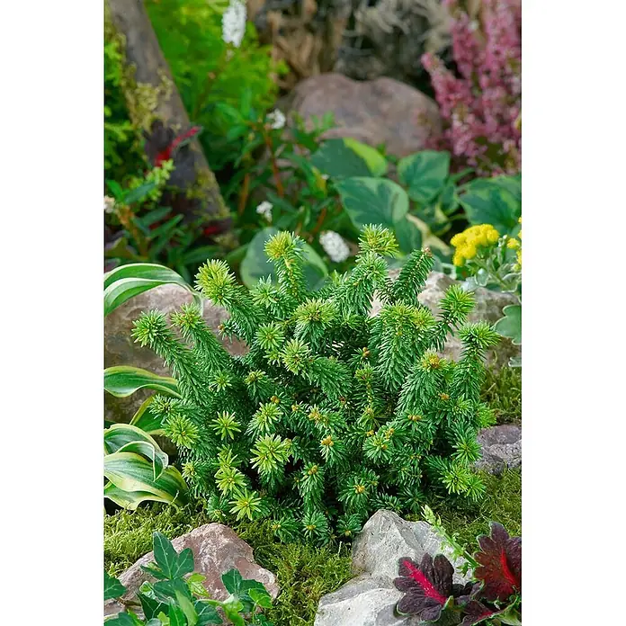 Pflanzen für dich Zuckerhut-Fichte 25-30 cm - Abies balsamea 'Piccolo', Aktuelle Wuchshöhe: 25 cm - 30 cm - Kompakte grüne Zwergkonifere mit dichten Nadeln, die zwischen Felsen und anderen Gartenpflanzen wächst.