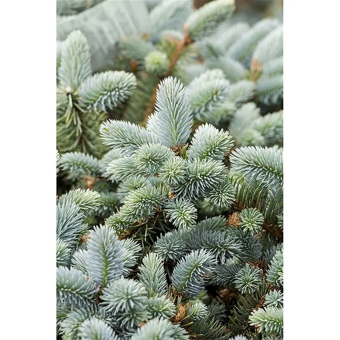 Pflanzen für dich Zuckerhut-Fichte 40-60 cm - Picea pungens, Aktuelle Wuchshöhe: 40 cm - 60 cm - Nahaufnahme blauer Fichtennadeln an mehreren Zweigen.