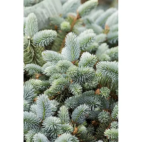 Pflanzen für dich  Zuckerhut-Fichte 40-60 cm
