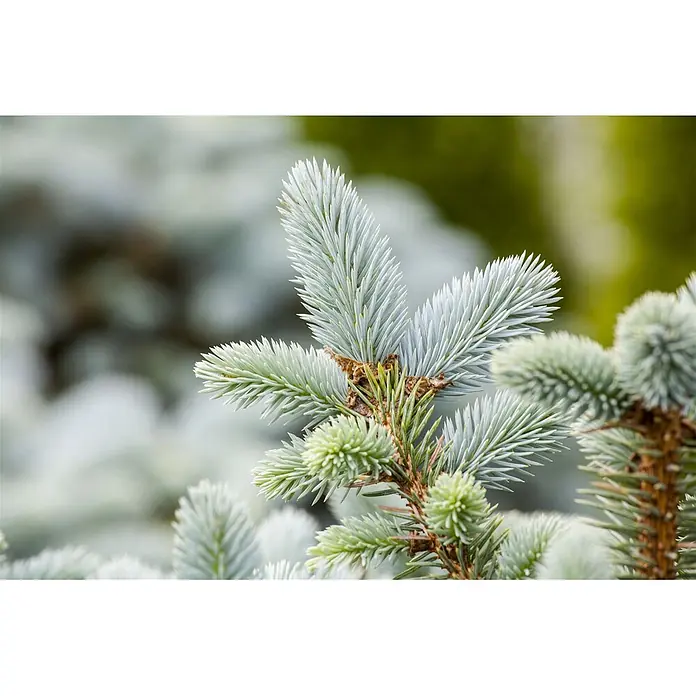 Pflanzen für dich Zuckerhut-Fichte 40-60 cm - Picea pungens, Aktuelle Wuchshöhe: 40 cm - 60 cm - Nahaufnahme eines Blaufichtenastes mit silbrig-blauen Nadeln und leuchtend hellgrünem Neuaustrieb.