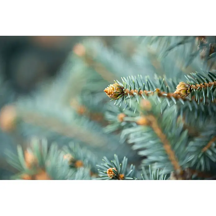 Pflanzen für dich Zuckerhut-Fichte 40-60 cm - Picea pungens, Aktuelle Wuchshöhe: 40 cm - 60 cm - Nahaufnahme eines blaugrünen Fichtenzweigs mit frischen, hellbraunen Trieben und kleinen Knospen.