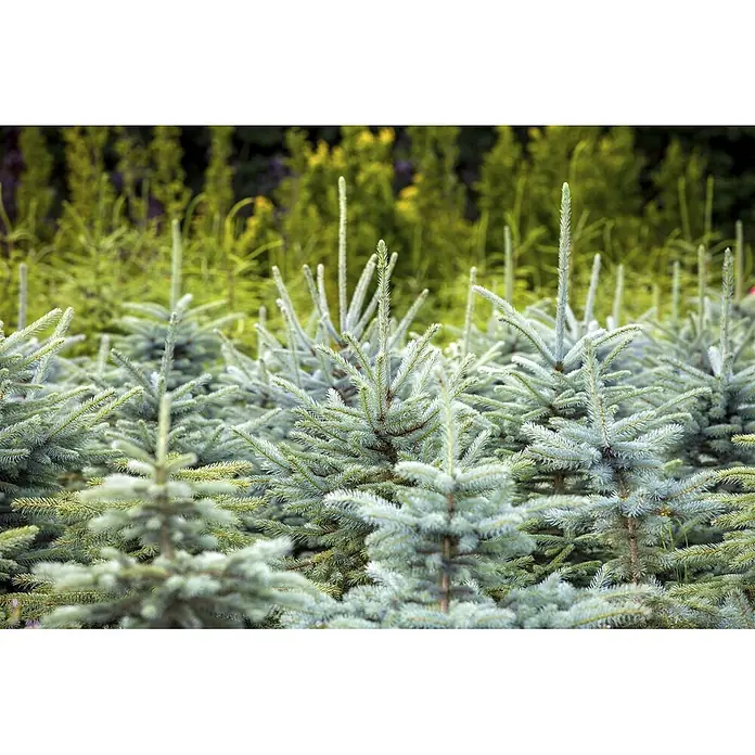 Pflanzen für dich Zuckerhut-Fichte 40-60 cm - Picea pungens, Aktuelle Wuchshöhe: 40 cm - 60 cm - Kleine bläulich-grüne Nadelbäume wachsen auf einem Feld, mit unscharfen Bäumen im Hintergrund.