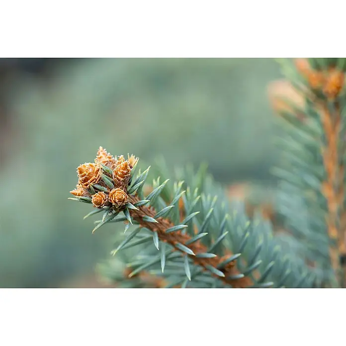 Pflanzen für dich Zuckerhut-Fichte 40-60 cm - Picea pungens, Aktuelle Wuchshöhe: 40 cm - 60 cm - Nahaufnahme eines Nadelbaumzweigs mit orangebraunen Zapfen und grünen Nadeln.