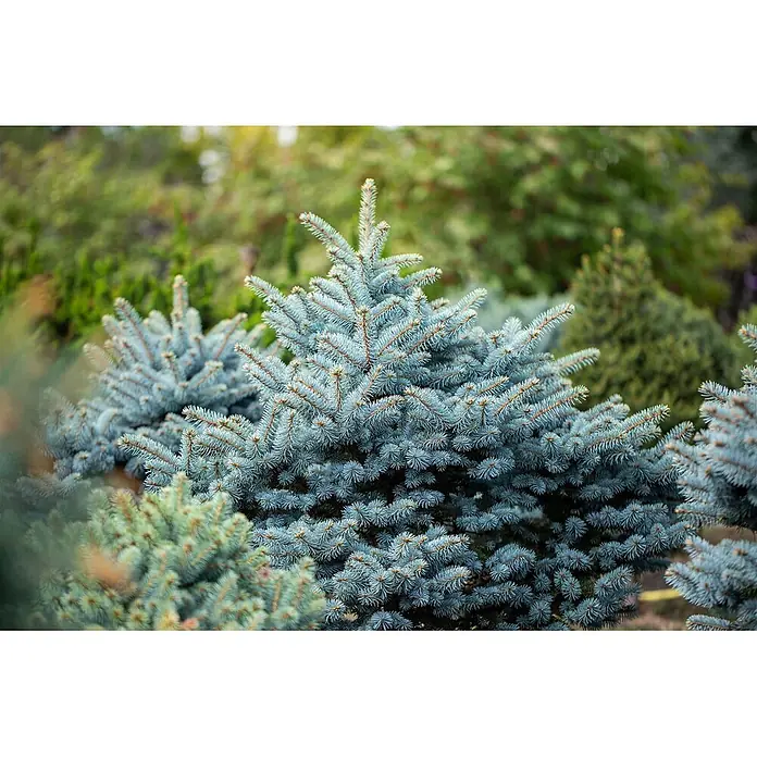 Pflanzen für dich Zuckerhut-Fichte 40-60 cm - Picea pungens, Aktuelle Wuchshöhe: 40 cm - 60 cm - Üppige Blaufichten mit silberblauen Nadeln, in einer Gartenlandschaft wachsend.