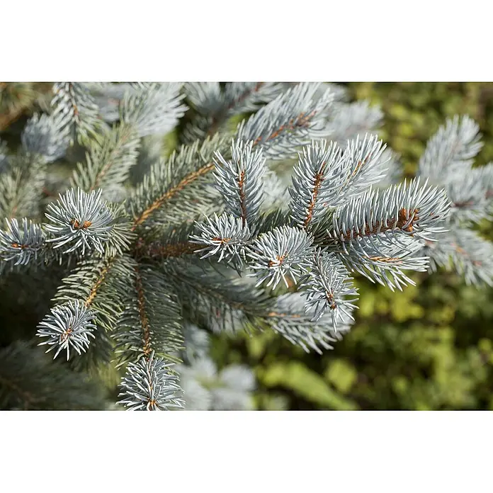 Pflanzen für dich Zuckerhut-Fichte 100-125 cm - Picea pungens 'Blue Mountain', Aktuelle Wuchshöhe: 100 cm - 125 cm - Nahaufnahme eines Blaufichtenzweigs mit silbergrauen Nadeln.