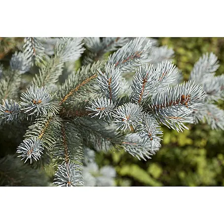 Pflanzen für dich  Zuckerhut-Fichte 100-125 cm