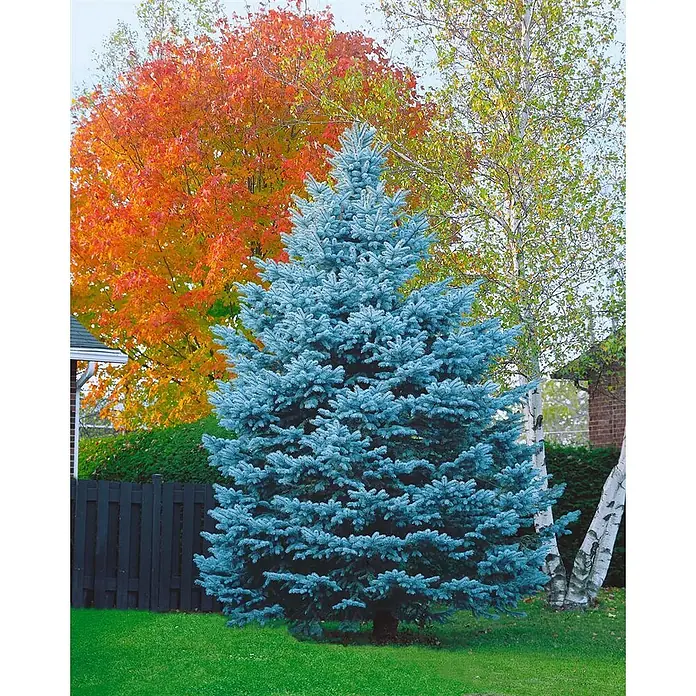 Pflanzen für dich Zuckerhut-Fichte 100-125 cm - Picea pungens 'Blue Mountain', Aktuelle Wuchshöhe: 100 cm - 125 cm - Lebhafter Blaufichtenbaum mit dichten, silbrig-blauen Nadeln, prominent.