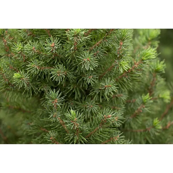 Pflanzen für dich Zuckerhut-Fichte 30-40 cm - Picea glauca 'Conica', Aktuelle Wuchshöhe: 30 cm - 40 cm - Dichte grüne Koniferennadeln mit neuem Trieb und kleinen braunen Knospen.
