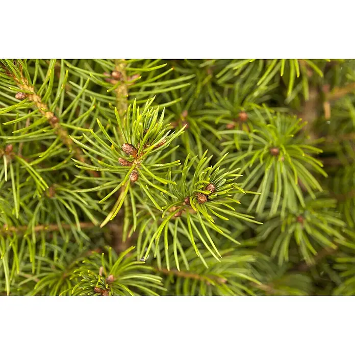Pflanzen für dich Zuckerhut-Fichte 30-40 cm - Picea glauca 'Conica', Aktuelle Wuchshöhe: 30 cm - 40 cm - Lebendige grüne Nadelbaumzweige mit kleinen braunen Knospen.