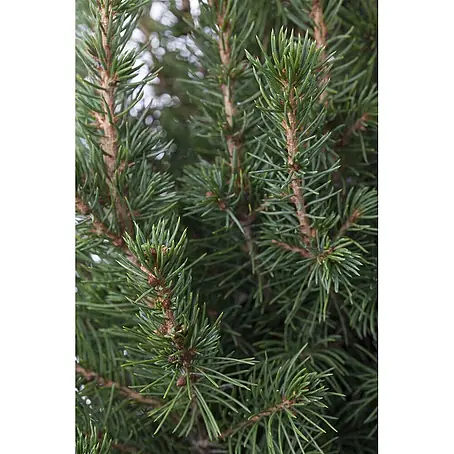 Pflanzen für dich  Zuckerhut-Fichte 30-40 cm