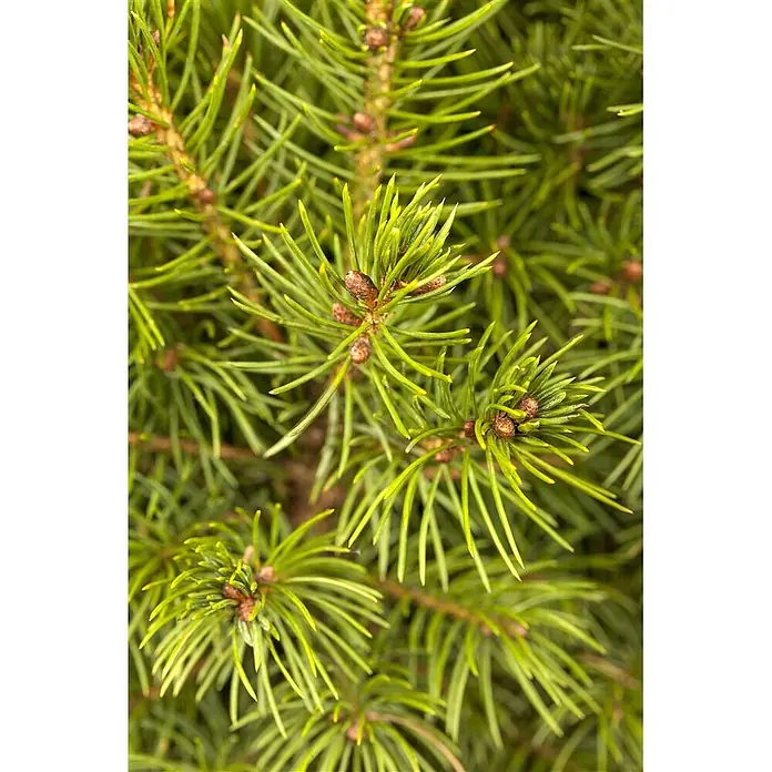 Pflanzen für dich Zuckerhut-Fichte 30-40 cm - Picea glauca 'Conica', Aktuelle Wuchshöhe: 30 cm - 40 cm - Dichte grüne Nadeln eines Nadelbaums mit kleinen braunen Knospen.