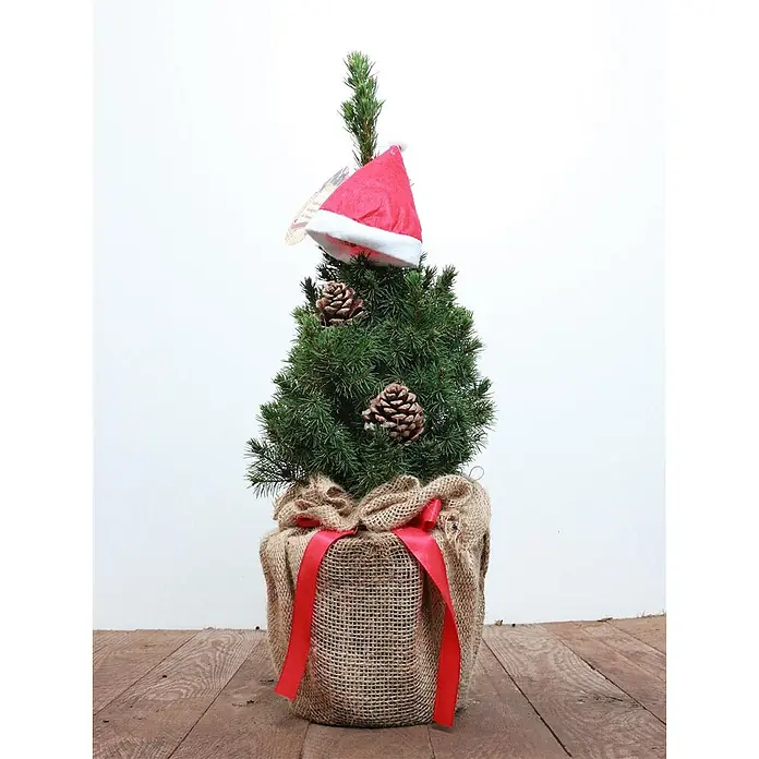 Pflanzen für dich Zuckerhut-Fichte 30-40 cm - Picea glauca 'Conica', Aktuelle Wuchshöhe: 30 cm - 40 cm - Kleiner Topf-Weihnachtsbaum mit Weihnachtsmannmütze und Tannenzapfen, in Sackleinen mit roter Schleife.