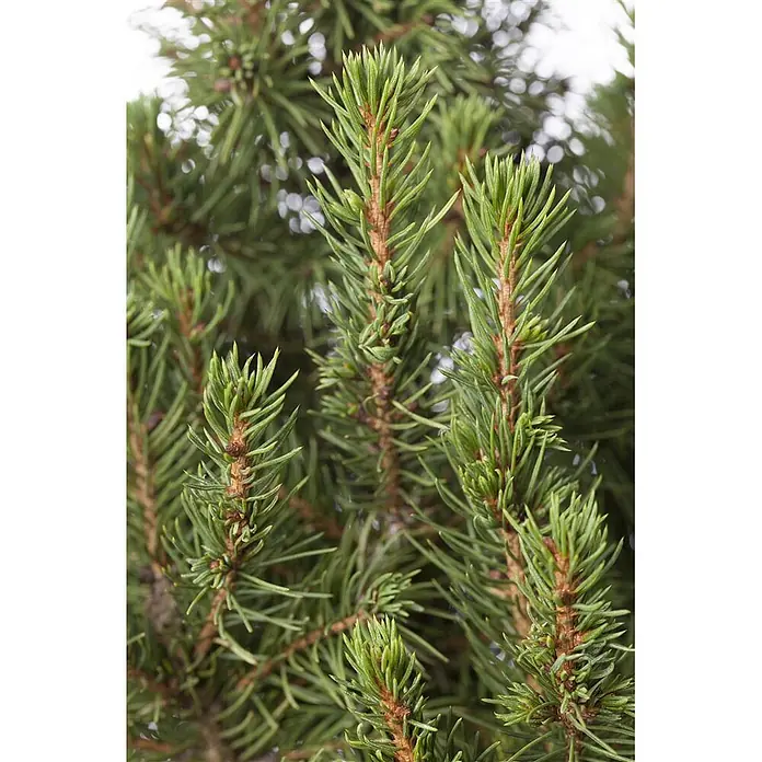 Pflanzen für dich Zuckerhut-Fichte 20-30 cm - Picea glauca 'Conica', Aktuelle Wuchshöhe: 20 cm - 30 cm - Nahaufnahme von lebhaft grünen Tannenzweigen mit spitzen Nadeln und rotbraunen Stielen, die natürliches Immergrün zeigen.