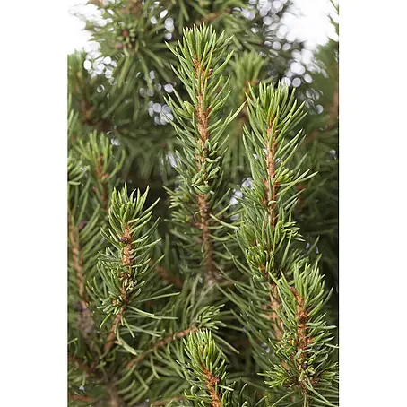 Pflanzen für dich  Zuckerhut-Fichte 20-25 cm