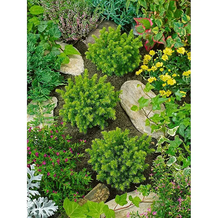 Pflanzen für dich Zuckerhut-Fichte 20-25 cm - Picea abies 'Little Gem', Aktuelle Wuchshöhe: 20 cm - 25 cm - Helle grüne Zwergkoniferen in einem Gartenbeet zwischen Steinen, Efeu und blühenden Pflanzen.