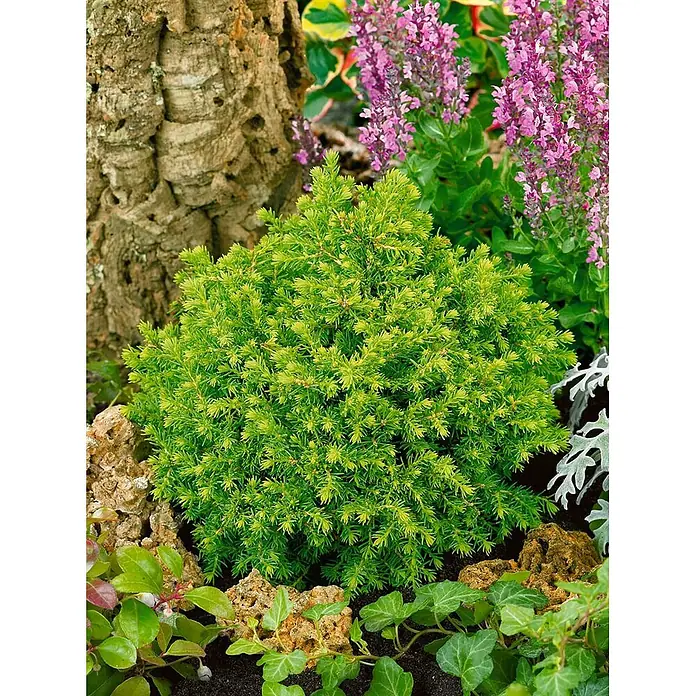 Pflanzen für dich Zuckerhut-Fichte 20-25 cm - Picea abies 'Little Gem', Aktuelle Wuchshöhe: 20 cm - 25 cm - Kleiner grüner Zwerg-Nadelbaum im Garten.