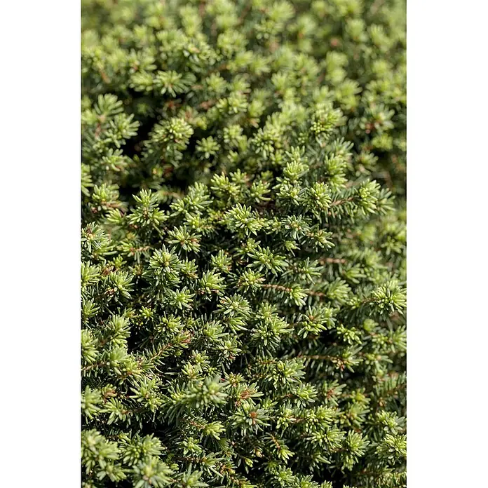 Pflanzen für dich Zuckerhut-Fichte 20-25 cm - Picea abies 'Little Gem', Aktuelle Wuchshöhe: 20 cm - 25 cm - Dichtes grünes Nadelgehölz mit helleren Triebspitzen.