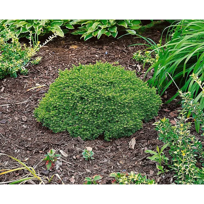 Pflanzen für dich Zuckerhut-Fichte 20-25 cm - Picea abies 'Little Gem', Aktuelle Wuchshöhe: 20 cm - 25 cm - Ein dichter, runder grüner Strauch, gepflanzt in einem Gartenbeet mit dunklem Mulch und anderen grünen Pflanzen.