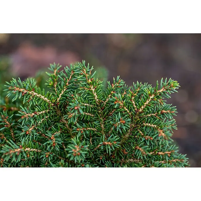 Pflanzen für dich Zuckerhut-Fichte 20-25 cm - Picea abies 'Little Gem', Aktuelle Wuchshöhe: 20 cm - 25 cm - Dichte grüne Nadelbaumzweige mit spitzen Nadeln und kleinen braunen Knospen.