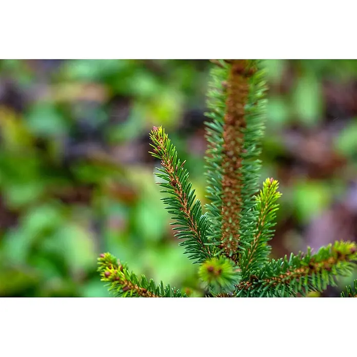 Pflanzen für dich Zuckerhut-Fichte Gemeine Fichte - Picea abies 'Will's Zwerg' - Nahaufnahme eines lebhaft grünen Nadelbaumzweigs mit frischen, hellgrünen Nadeln und rötlichen neuen Trieben.
