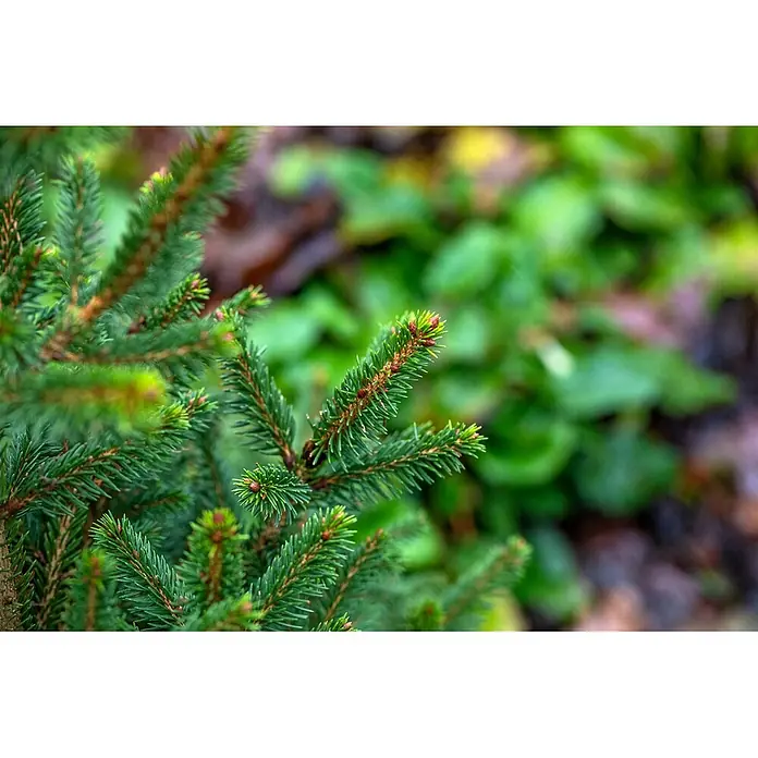 Pflanzen für dich Zuckerhut-Fichte Gemeine Fichte - Picea abies 'Will's Zwerg' - Nahaufnahme eines grünen Nadelbaumzweigs mit kleinen rotbraunen Knospen und Nadeln.