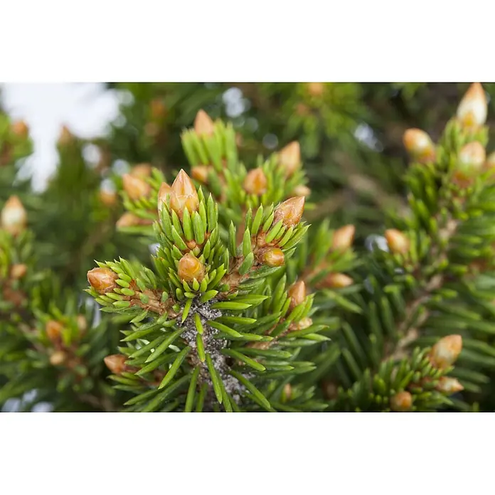 Pflanzen für dich Zuckerhut-Fichte Gemeine Fichte - Picea abies 'Will's Zwerg' - Fichtenzweig mit grünen Nadeln und orange-braunen neuen Triebknospen.