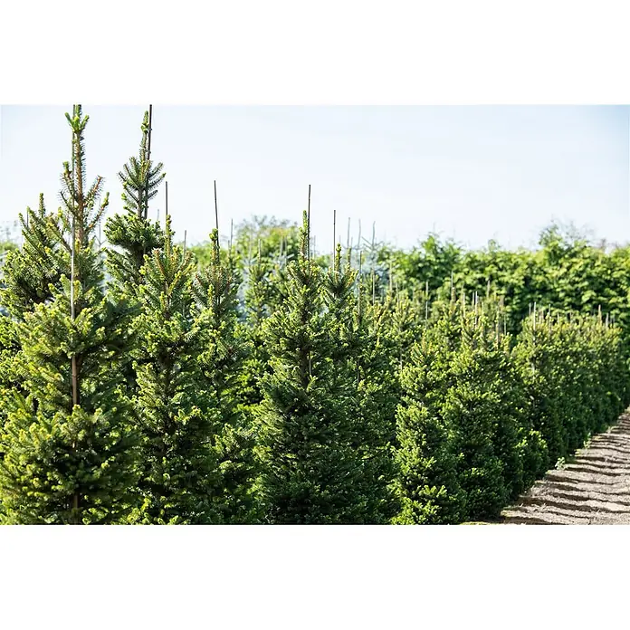 Pflanzen für dich Zuckerhut-Fichte Gemeine Fichte - Picea abies 'Will's Zwerg' - Reihen von grünen Nadelbäumen wachsen auf einem Baumschulfeld, einige mit Stützpfählen.