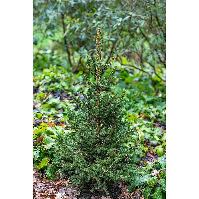 Pflanzen für dich Zuckerhut-Fichte Gemeine Fichte - Picea abies 'Will's Zwerg' - Kleiner, leuchtend grüner Fichtenbaumsetzling wächst draußen zwischen Pflanzen und Falllaub.