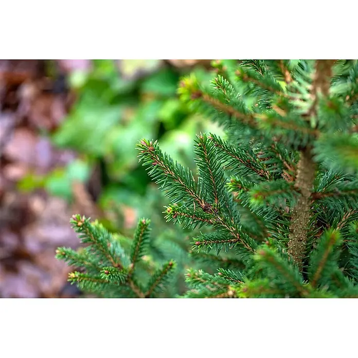 Pflanzen für dich Zuckerhut-Fichte Gemeine Fichte - Picea abies 'Will's Zwerg' - Lebendige grüne Fichtenzweige mit spitzen Nadeln und neuen Wachstumsknospen.