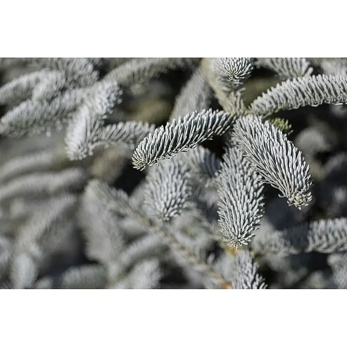 Pflanzen für dich Zuckerhut-Fichte 20-30 cm - Abies procera 'Glauca', Aktuelle Wuchshöhe: 20 cm - 30 cm - Nahaufnahme von silbrig-blauen Koniferennadeln auf einem Ast.