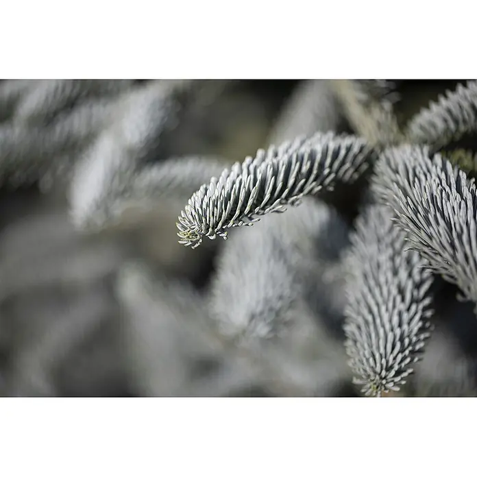 Pflanzen für dich Zuckerhut-Fichte 20-30 cm - Abies procera 'Glauca', Aktuelle Wuchshöhe: 20 cm - 30 cm - Nahaufnahme eines silbrig-blauen Tannenastes mit dichten, strukturierten Nadeln.
