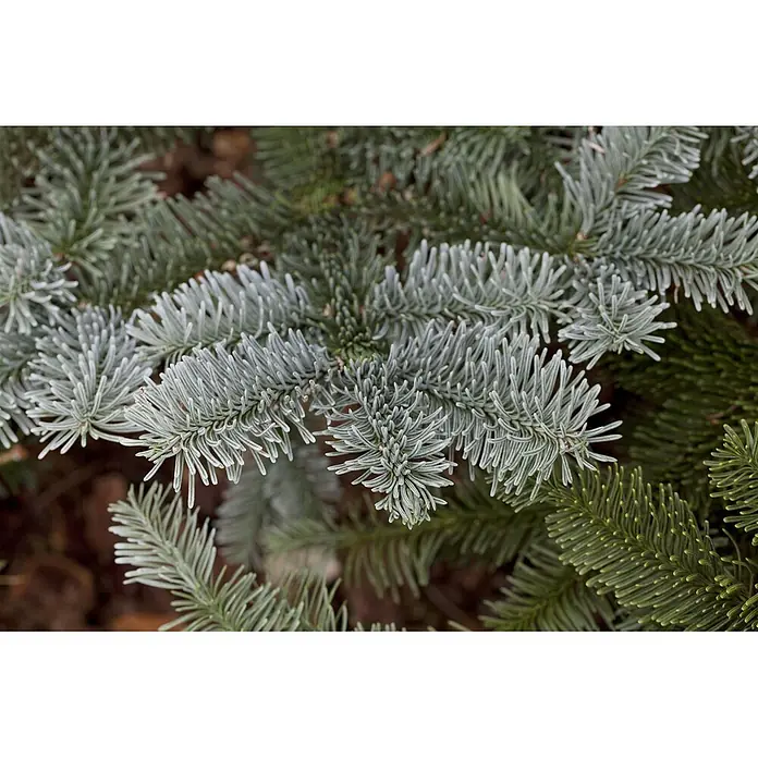 Pflanzen für dich Zuckerhut-Fichte 20-30 cm - Abies procera 'Glauca', Aktuelle Wuchshöhe: 20 cm - 30 cm - Nahaufnahme von Tannenästen mit silbrig-grünen und dunkelgrünen Nadeln.