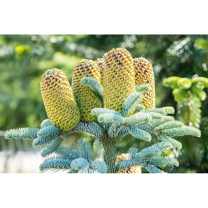 Pflanzen für dich Zuckerhut-Fichte 20-30 cm - Abies procera 'Glauca', Aktuelle Wuchshöhe: 20 cm - 30 cm - Mehrere grün-gelbe Tannenzapfen wachsen auf einem Ast mit blau-grünen Nadeln.