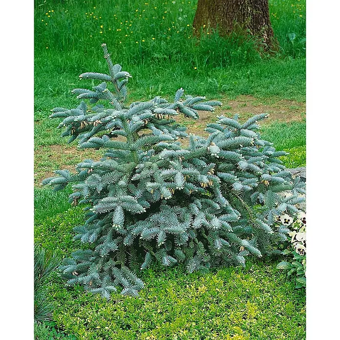 Pflanzen für dich Zuckerhut-Fichte 20-30 cm - Abies procera 'Glauca', Aktuelle Wuchshöhe: 20 cm - 30 cm - Ein kompakter, blaugrüner Nadelbaumstrauch mit Nadeln und kleinen Zapfen, der in einem Garten wächst.