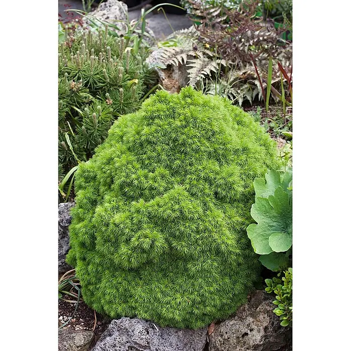 Pflanzen für dich Zuckerhut-Fichte 30-35 cm - Picea abies 'Echiniformis', Aktuelle Wuchshöhe: 30 cm - 35 cm - Eine kompakte, leuchtend grüne, stachelige Konifere bildet einen dichten Hügel im Garten, umgeben von Felsen und anderen Pflanzen.