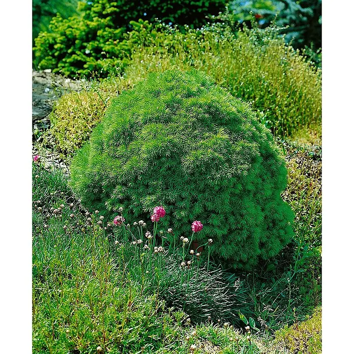 Pflanzen für dich Zuckerhut-Fichte 30-35 cm - Picea abies 'Echiniformis', Aktuelle Wuchshöhe: 30 cm - 35 cm - Ein dichter, runder grüner Strauch mit feinem Laub, umgeben von anderen Gartenpflanzen und rosa Blüten.
